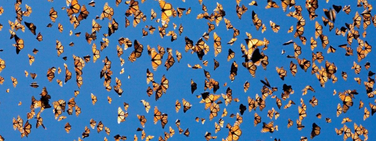 monarch migration 2026